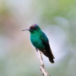 Violet-capped Hummingbird (image by Leo Garrigues)