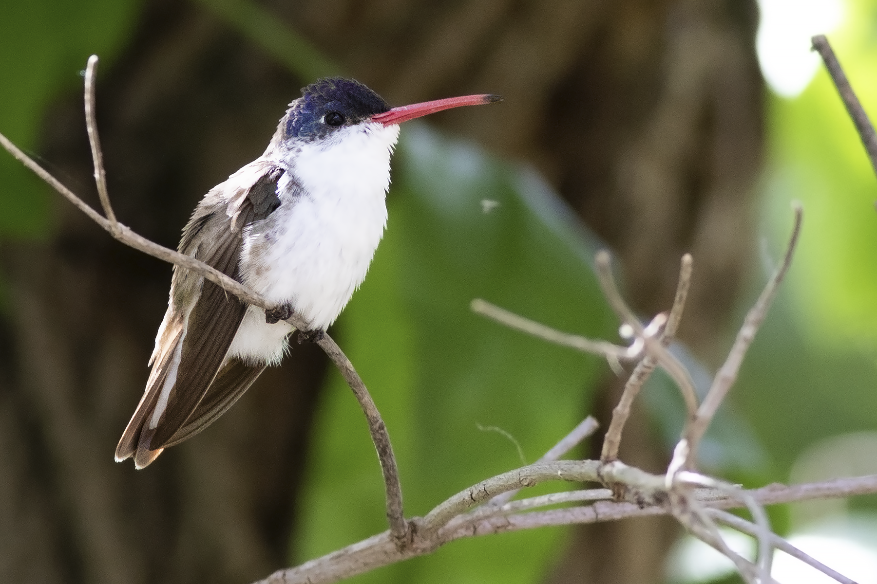Violet-crowned Hummingbird (image by Sjoerd Radstaak)