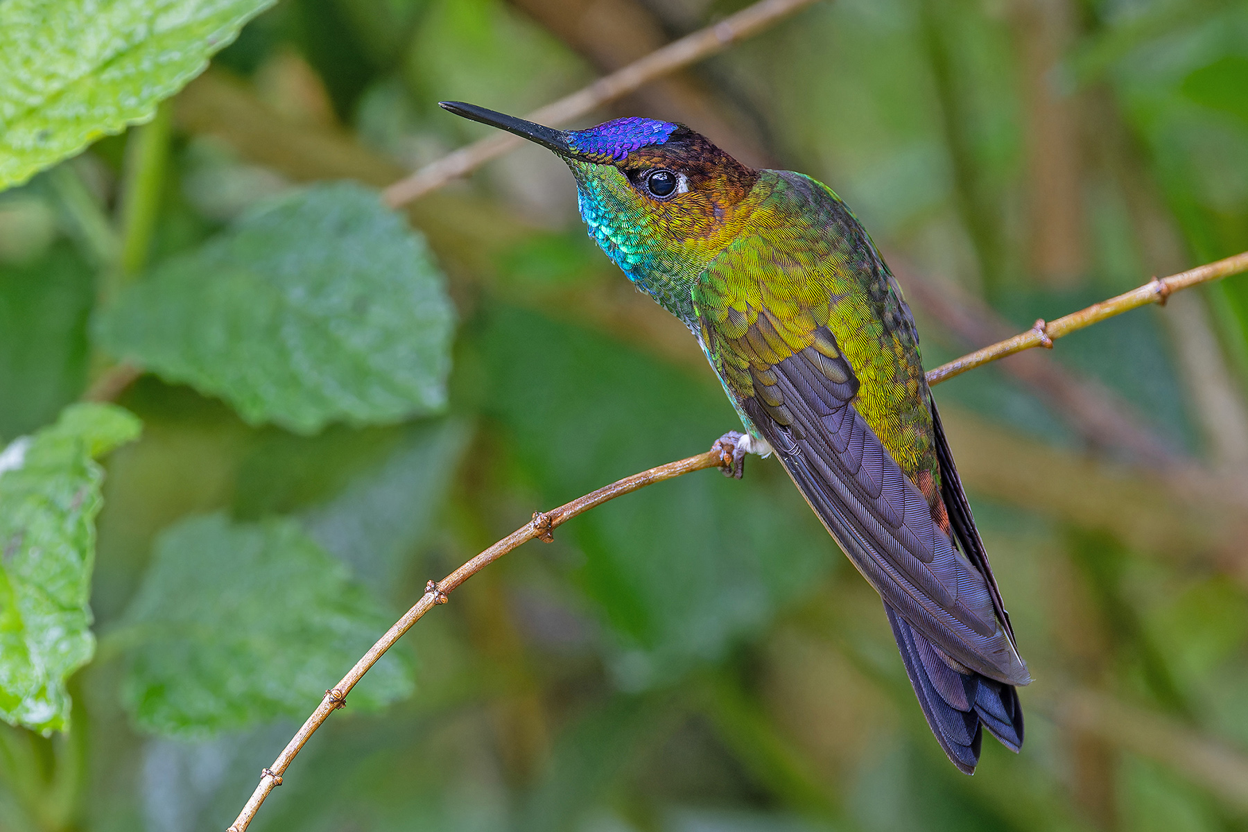 Violet-fronted Brilliant (image by Pete Morris)