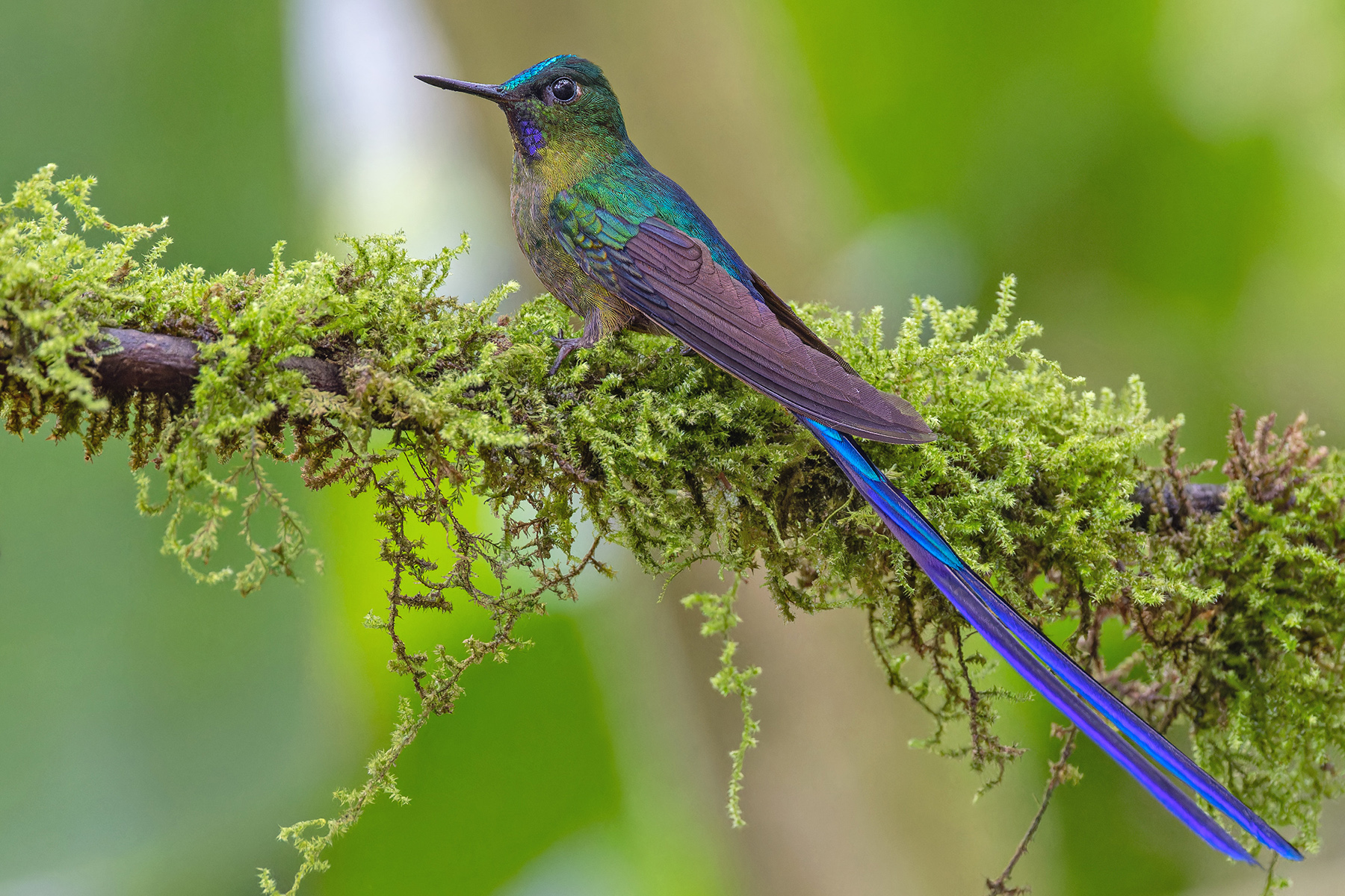 Violet-tailed Sylph (image by Pete Morris)