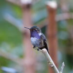 Volcano Hummingbird (image by Leo Garrigues)