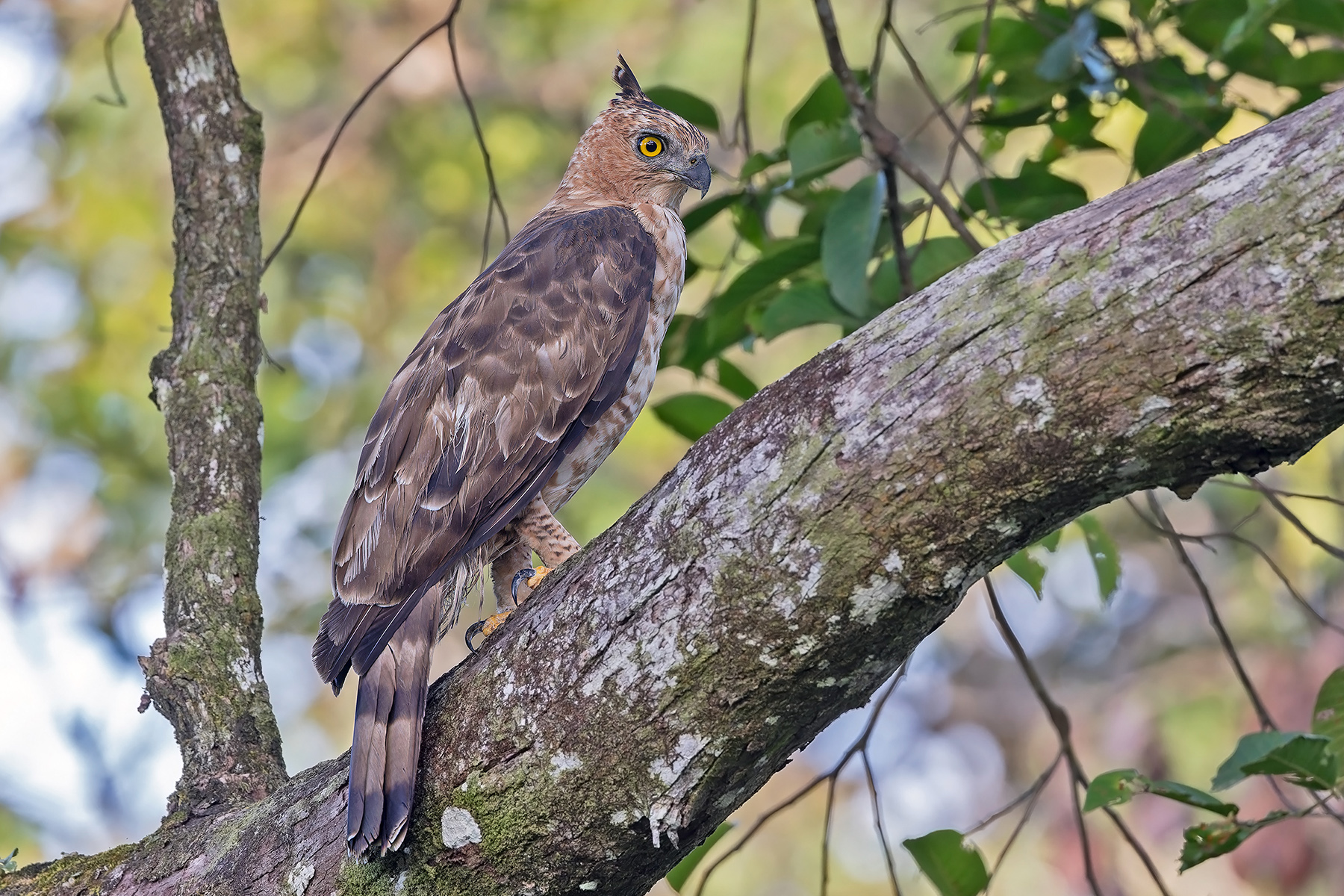 Wallace's Hawk-Eagle (image by Pete Morris)