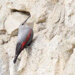 Wallcreeper (image by János Oláh)