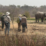 watching African Elephants in Mole NP (image by Nik Borrow)