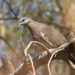West Peruvian Dove (image by John Oates)
