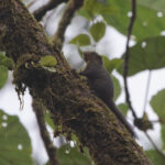 Western Dwarf Squirrel (image by Leo Garrigues)