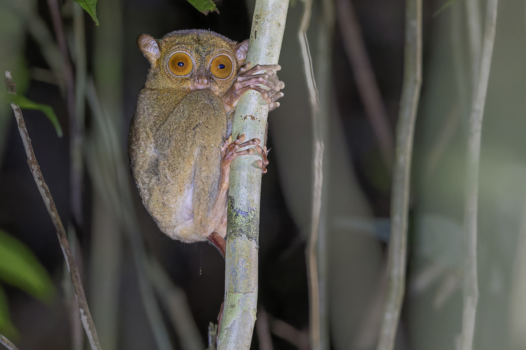Western Tarsier (image by Pete Morris)