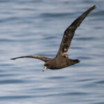 Westland Petrel (image by John Oates)