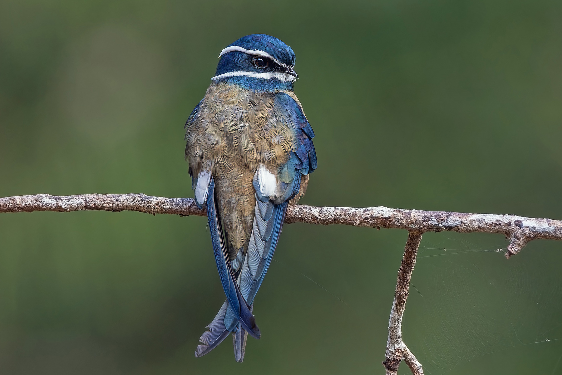 Whiskered Treeswift (image by Pete Morris)