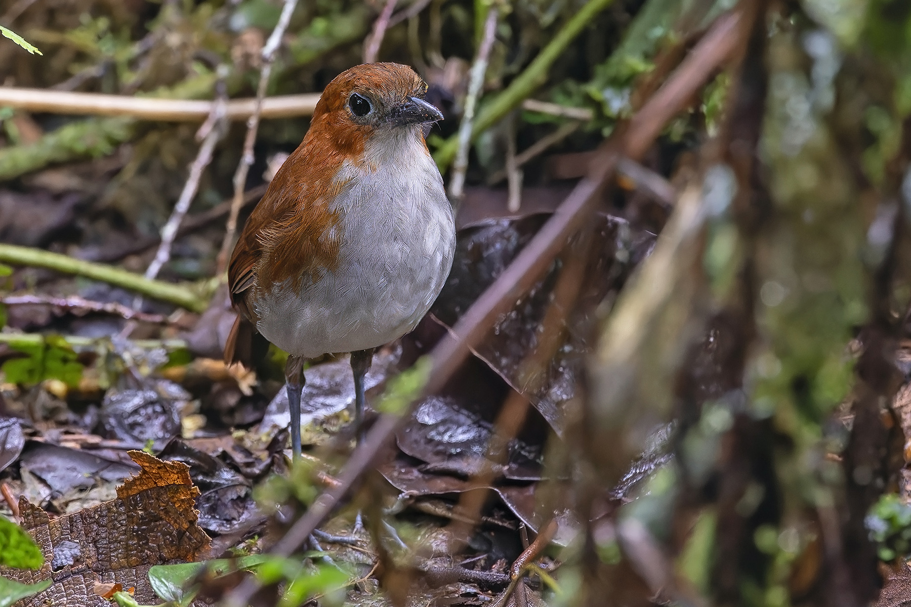 White-bellied Antpitta (image by Pete Morris)