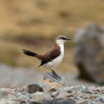 White-bellied Cinclodes (image by Leo Garrigues)