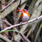 White-bellied Kingfisher (image by Nik Borrow)