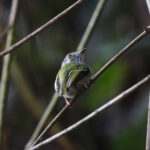 White-bellied Pygmy Tyrant (image by Leo Garrigues)