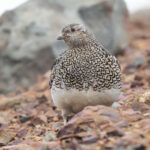 White-bellied Seedsnipe (image by John Oates)