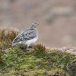 White-bellied Seedsnipe (image by John Oates)
