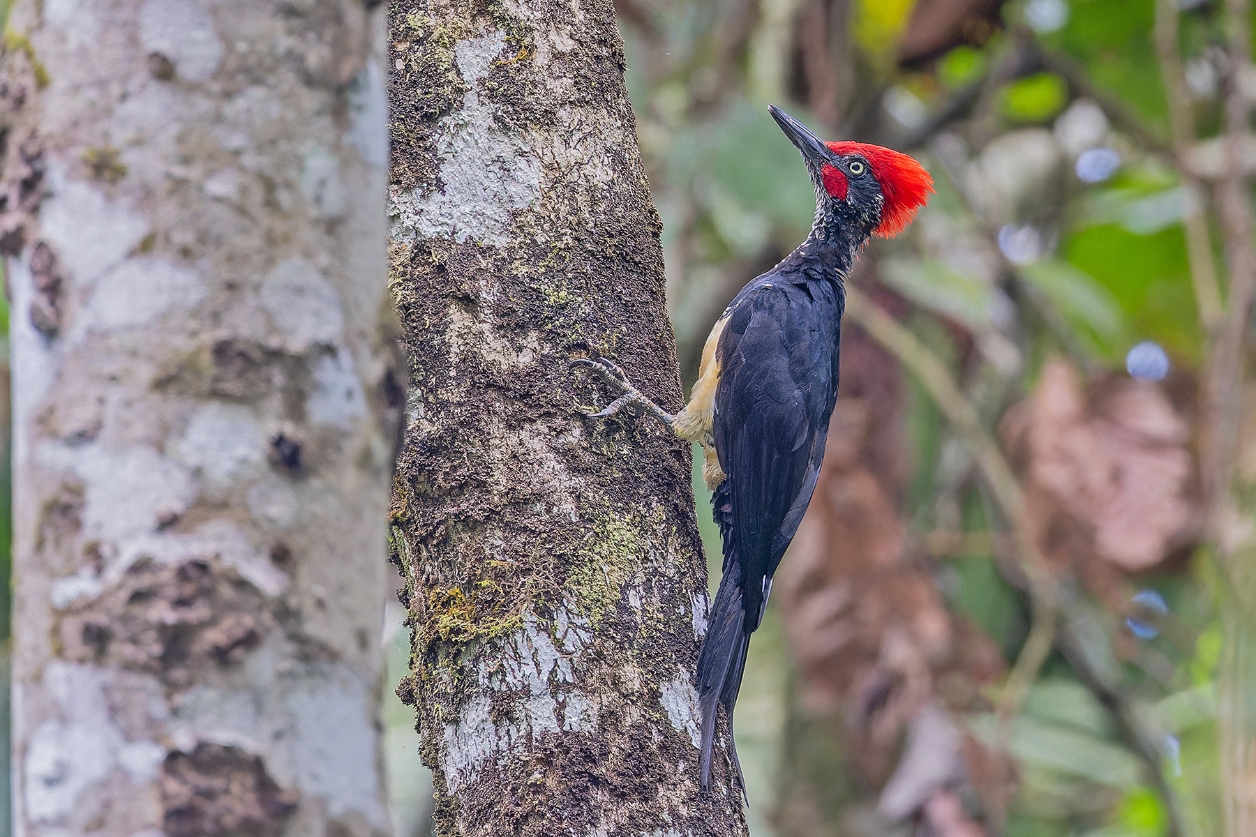 White-bellied (Simeulue) Woodpecker (image by Pete Morris)