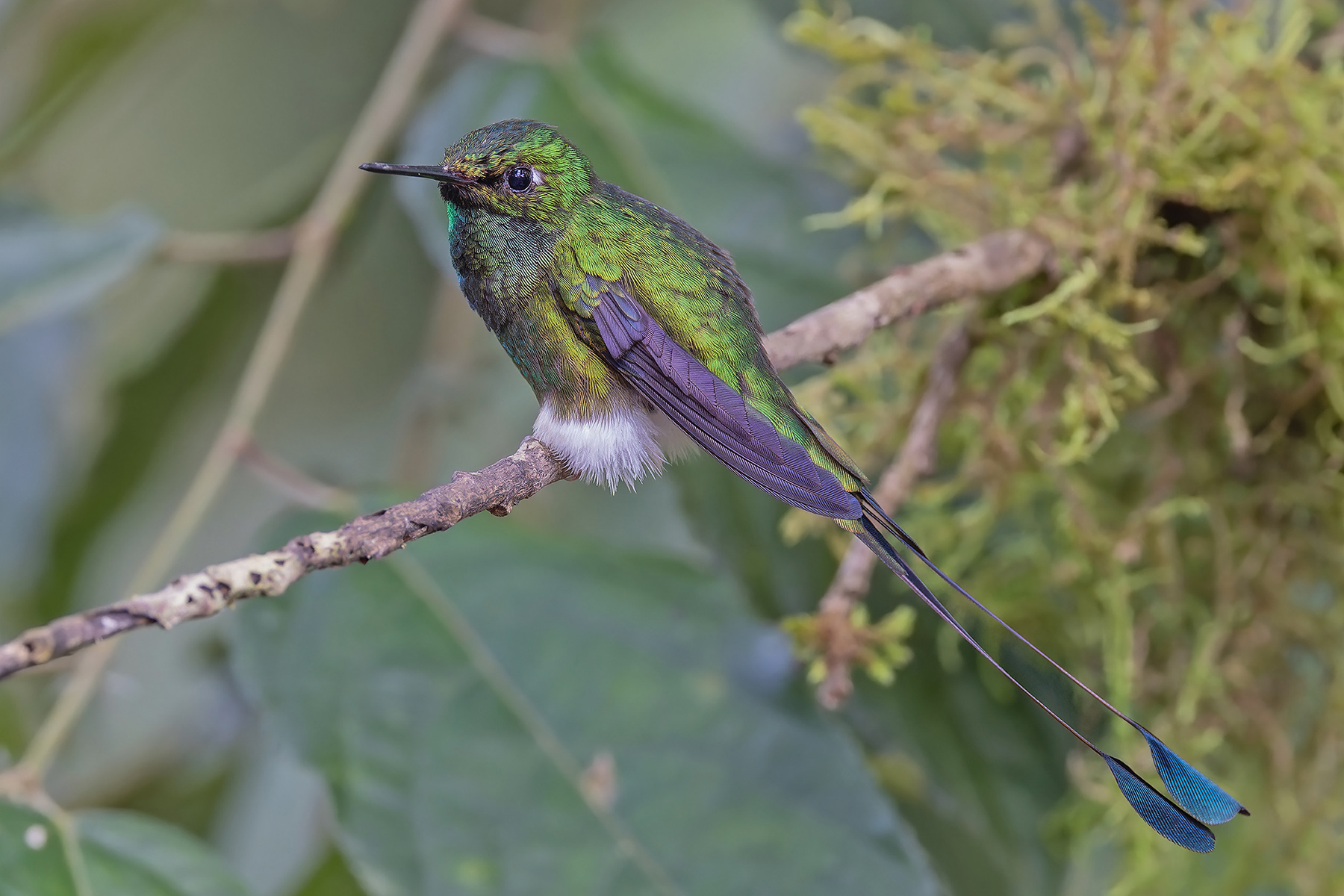 White-booted Racket-tail (image by Pete Morris)