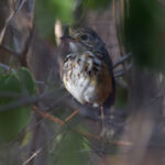 White-browed Antpitta (image by Leo Garrigues)