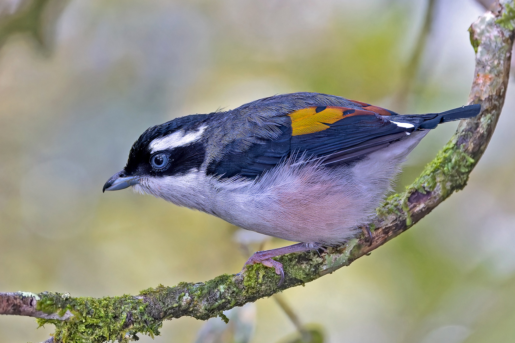 White-browed Shrike-Babbler (image by Pete Morris)