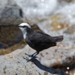 White-capped Dipper (image by Leo Garrigues)