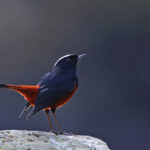 White-capped Redstart (image by János Oláh)