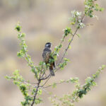 White-cheeked Cotinga (image by Leo Garrigues)