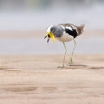 White-crowned Lapwing on the Zambezi River (image by János Oláh)