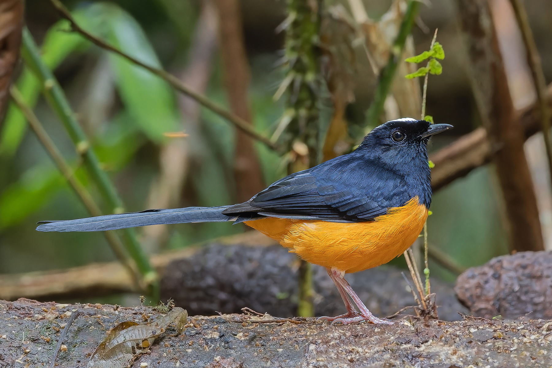 White-crowned Shama (image by Pete Morris)