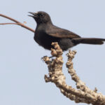 White-fronted Black Chat (image by Nik Borrow)