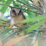White-fronted Scops Owl (image by János Oláh)