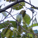 White-fronted Tyrannulet (image by Leo Garrigues)