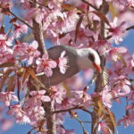 White-headed Bulbul (image by János Oláh)