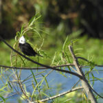 White-headed Marsh Tyrant (image by Mark Pearman)