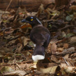 White-naped Jay (image by Leo Garrigues)