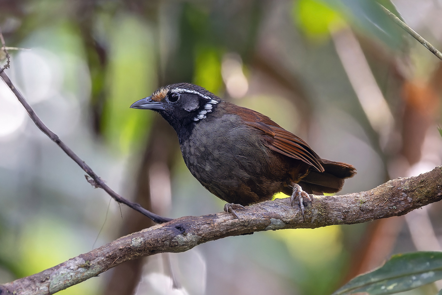White-necked Babbler (image by Pete Morris)
