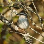 White-striped Warbler (image by Leo Garrigues)