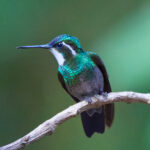 White-throated Mountaingem (image by Leo Garrigues)