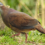 White-throated Quail-Dove (image by Mark Pearman)