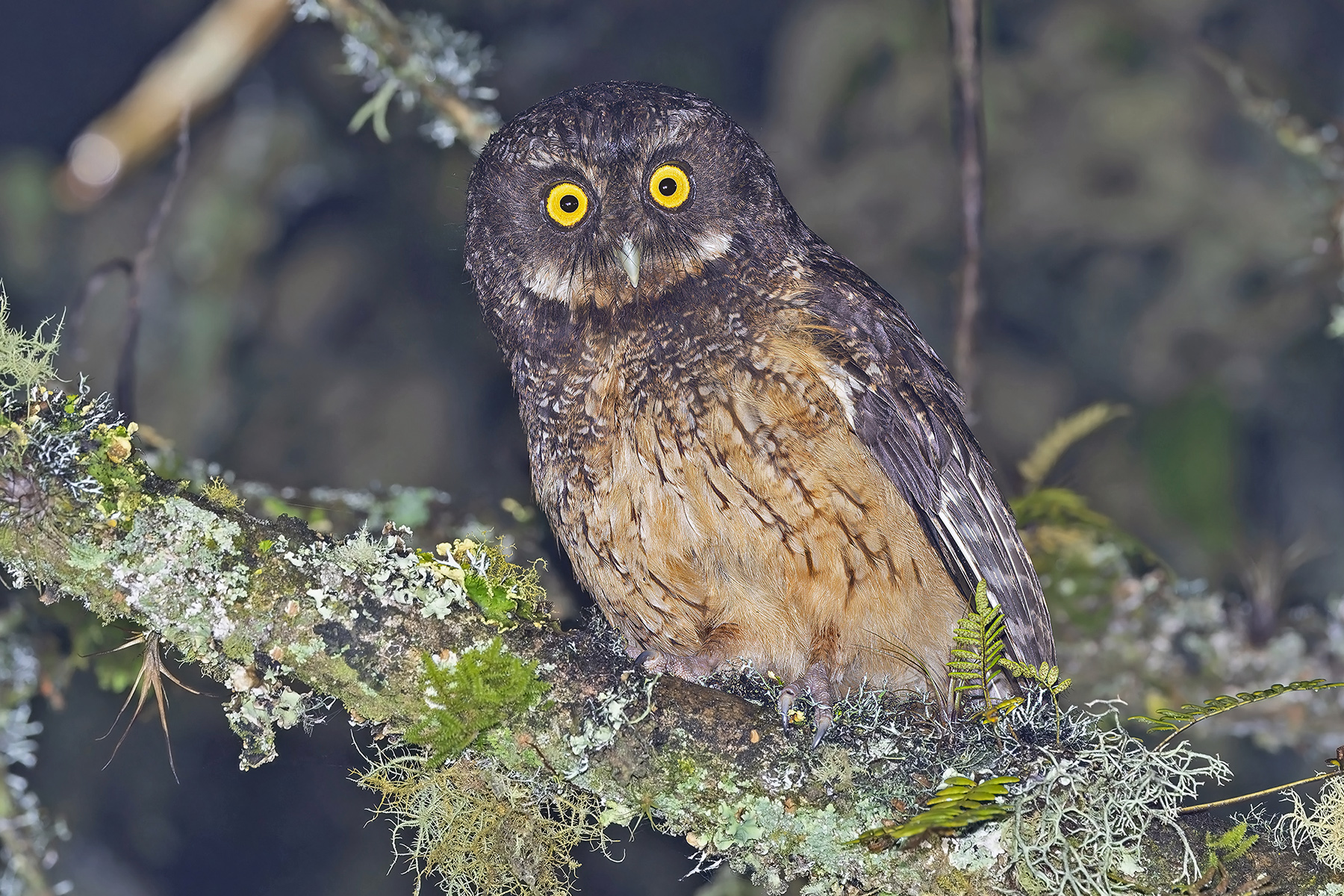 White-throated Screech Owl (image by Pete Morris)