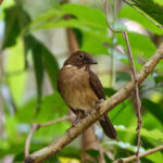 White-throated Thrush ssp coibensis (image by Leo Garrigues)