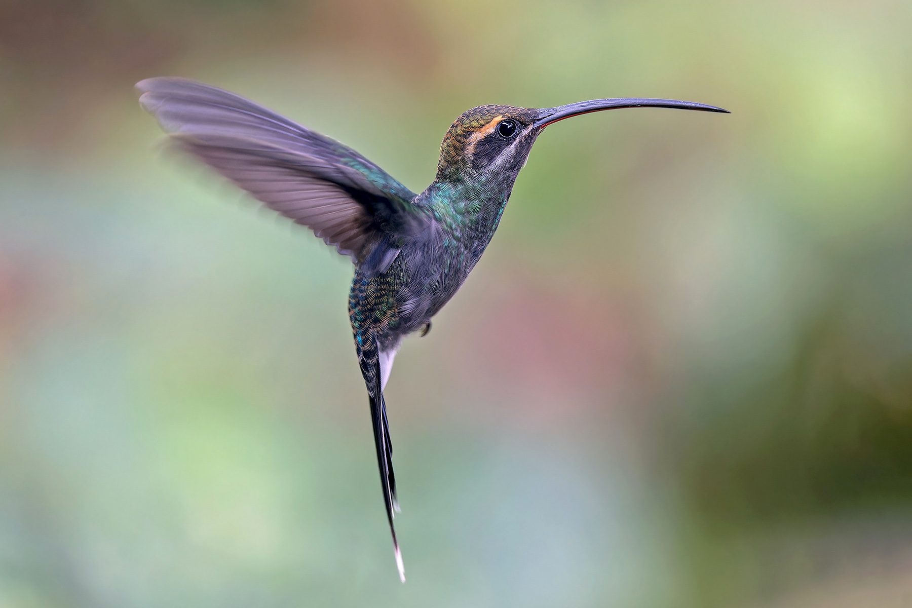 White-whiskered Hermit (image by Pete Morris)