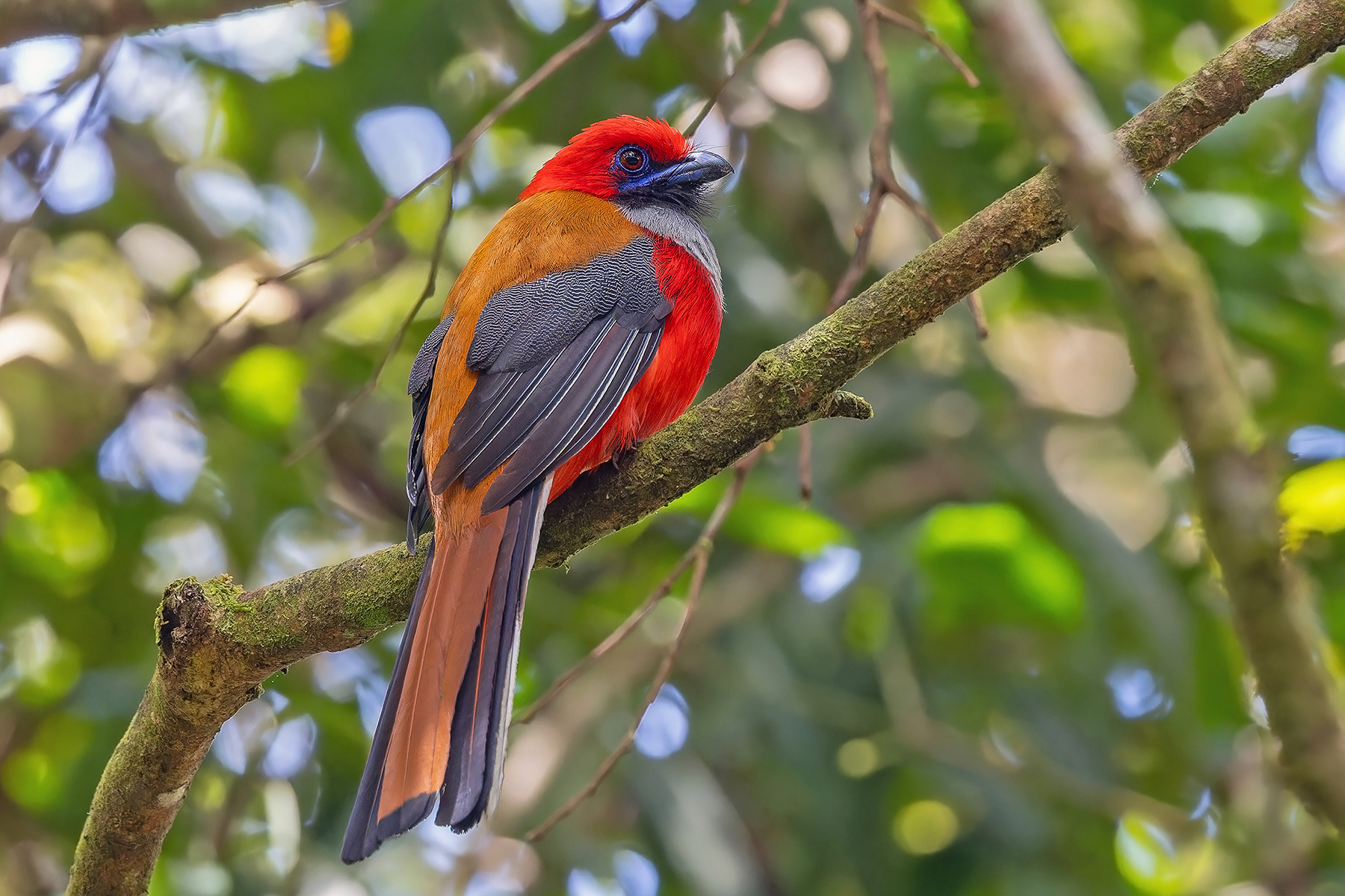 Whitehead's Trogon (image by Pete Morris)
