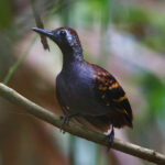 Wing-banded Antbird (image by Leo Garrigues)