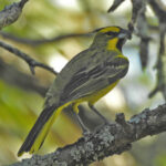 Yellow Cardinal (image by Mark Pearman)