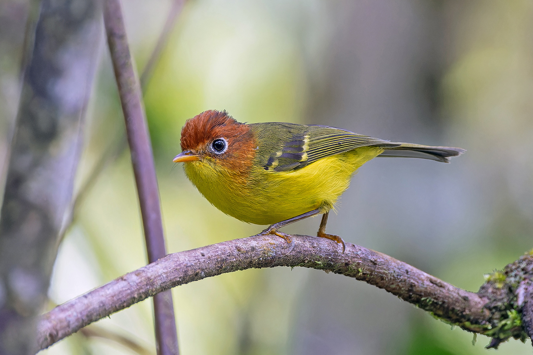 Yellow-breasted Warbler (image by Pete Morris)