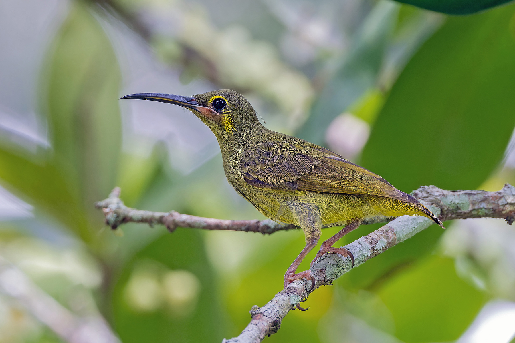 Yellow-eared Spiderhunter (image by Pete Morris)