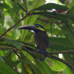 Yellow-eared Toucanet (image by Leo Garrigues)