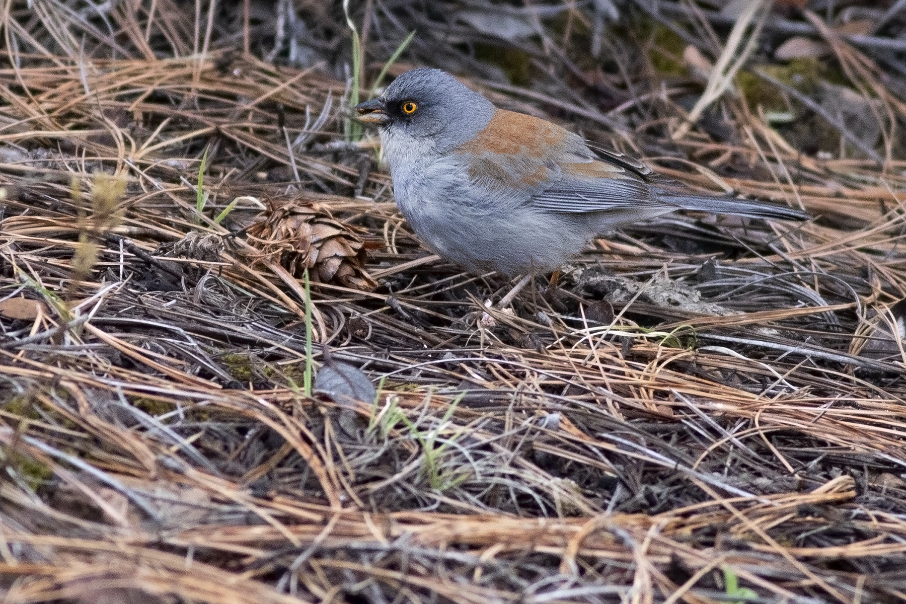 Yellow-eyed Junco (image by Sjoerd Radstaak)