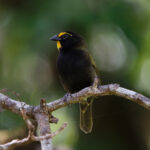 Yellow-faced Grassquit ssp ravidus (image by Leo Garrigues)