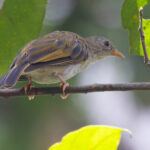 Yellow-footed Honeyguide (image by Nik Borrow)